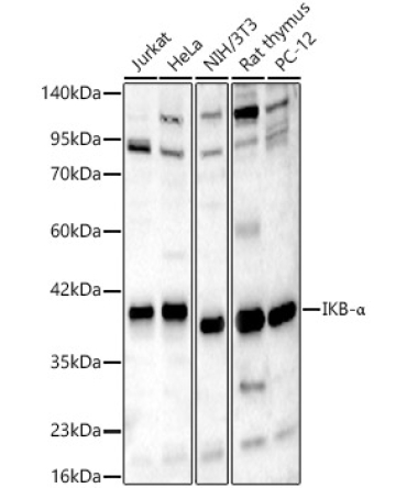 IKB-Alpha Rabbit Polyclonal Antibody