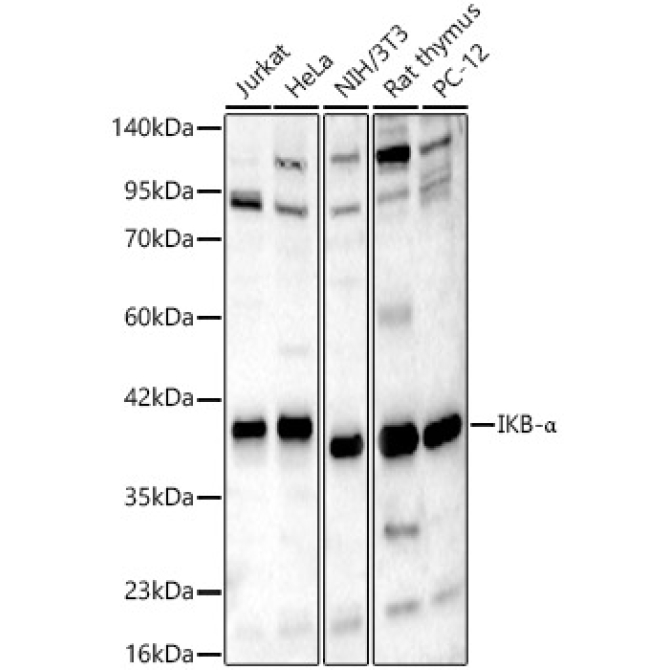 IKB-Alpha Rabbit Polyclonal Antibody