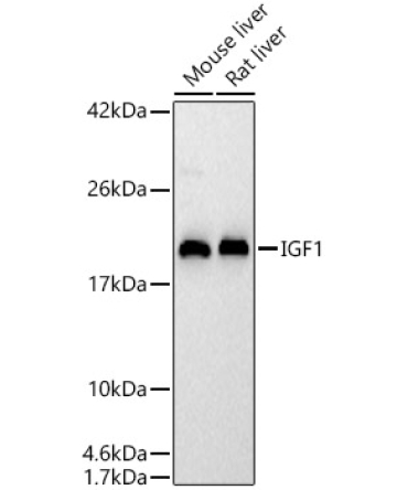 IGF1 Rabbit Polyclonal Antibody