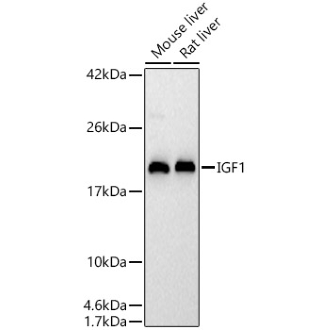 IGF1 Rabbit Polyclonal Antibody