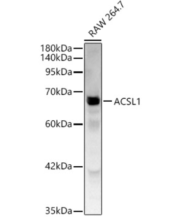 ACSL1 Rabbit Polyclonal Antibody