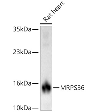 MRPS36 Rabbit Polyclonal Antibody