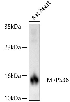 MRPS36 Rabbit Polyclonal Antibody