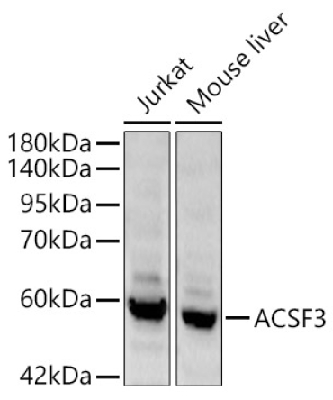 ACSF3 Rabbit Polyclonal Antibody