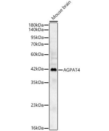 AGPAT4 Rabbit Polyclonal Antibody