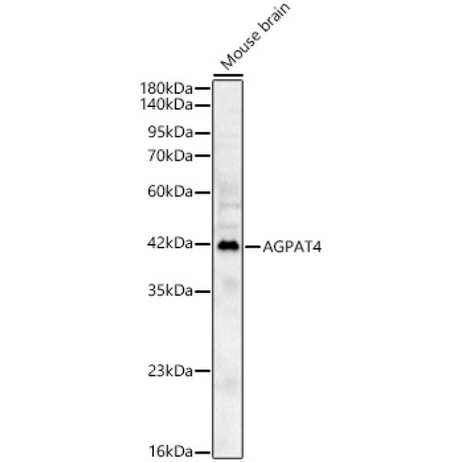 AGPAT4 Rabbit Polyclonal Antibody