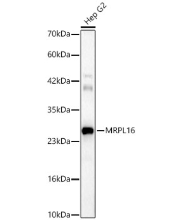 MRPL16 Rabbit Polyclonal Antibody