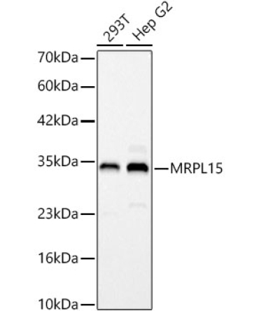 MRPL15 Rabbit Polyclonal Antibody
