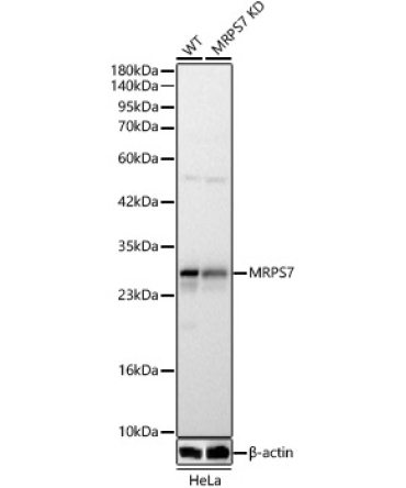 MRPS7 Rabbit Polyclonal Antibody [KD Validated]