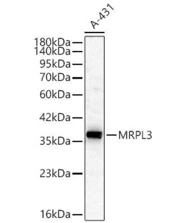 MRPL3 Rabbit Polyclonal Antibody