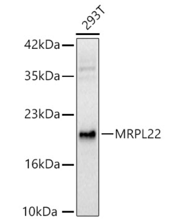 MRPL22 Rabbit Polyclonal Antibody