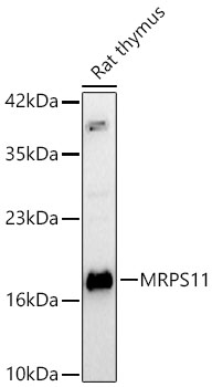 MRPS11 Rabbit Polyclonal Antibody