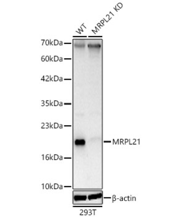 MRPL21 Rabbit Polyclonal Antibody