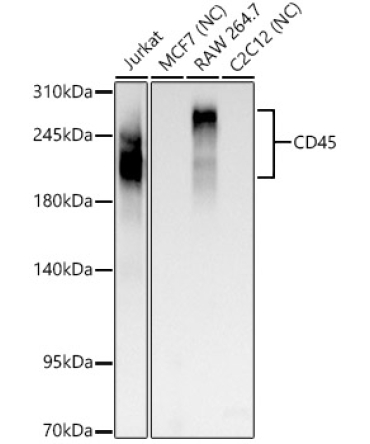 CD45 Rabbit PolyMonoclonal Antibody?