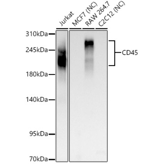 CD45 Rabbit PolyMonoclonal Antibody?