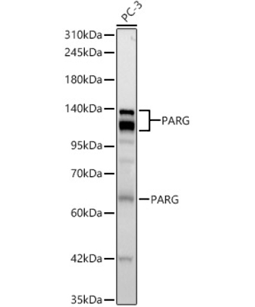 PARG Rabbit Monoclonal Antibody