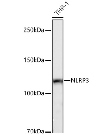 NLRP3 Rabbit Polyclonal Antibody