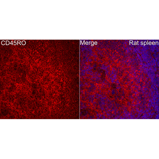 Human CD45RO Rabbit Polyclonal Antibody