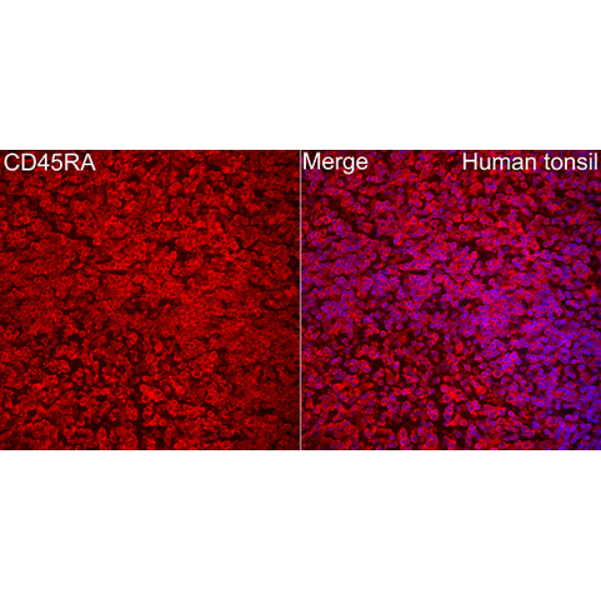 Human CD45RA Rabbit Polyclonal Antibody