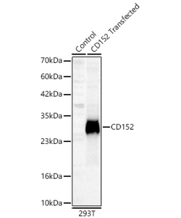 CD152 Rabbit Polyclonal Antibody