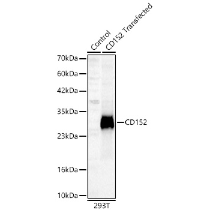 CD152 Rabbit Polyclonal Antibody