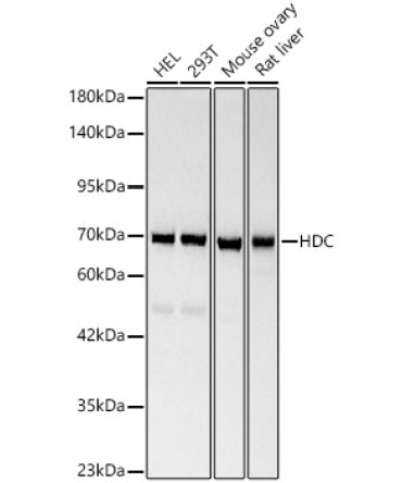 HDC Rabbit Polyclonal Antibody