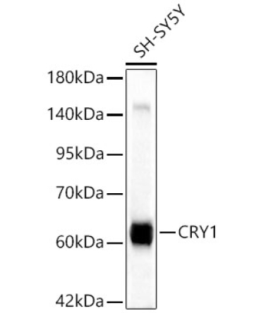 CRY1 Rabbit Polyclonal Antibody