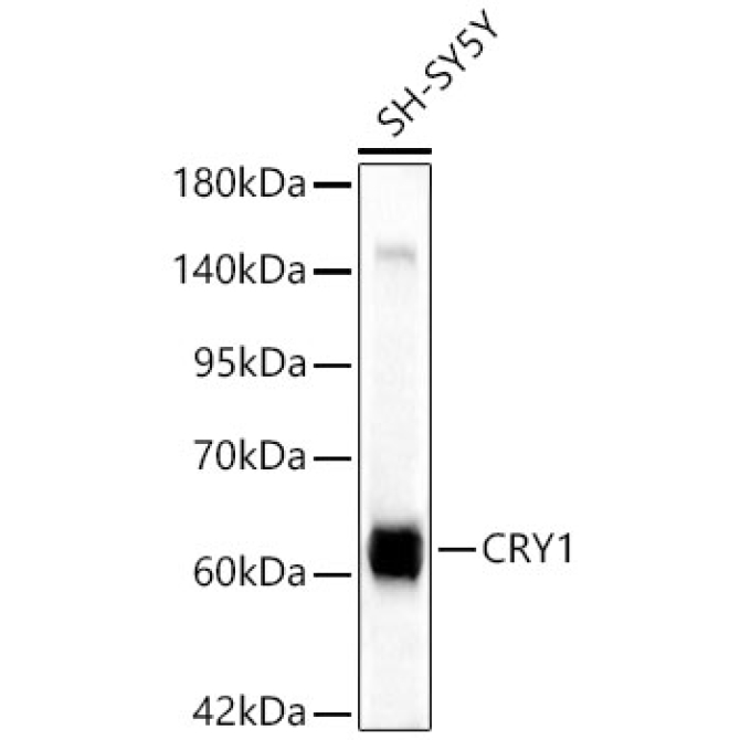 CRY1 Rabbit Polyclonal Antibody