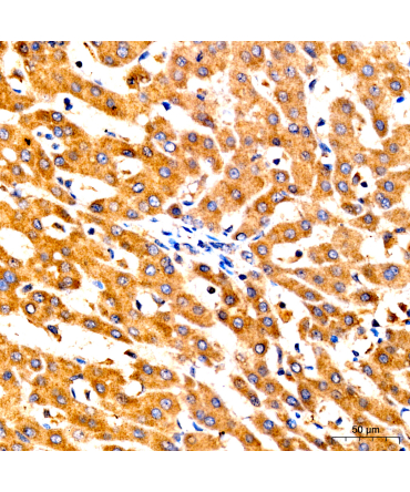 GNA13 Rabbit Polyclonal Antibody