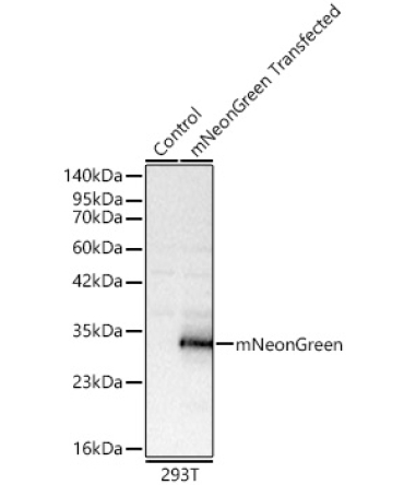 mNeonGreen Rabbit Polyclonal Antibody