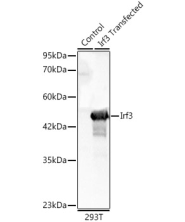 Irf3 Rabbit Polyclonal Antibody