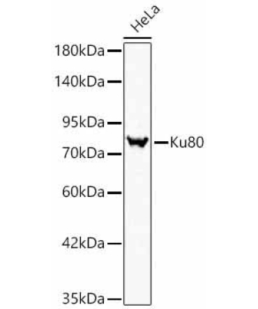 Ku80 Rabbit Polyclonal Antibody