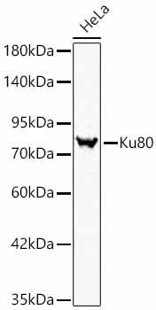 Ku80 Rabbit Polyclonal Antibody