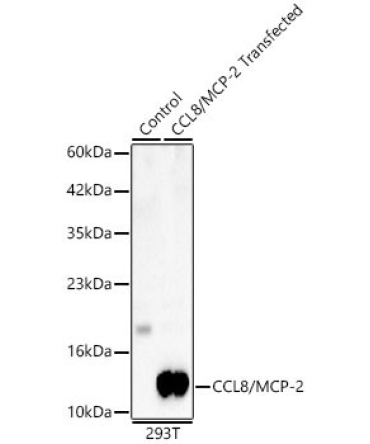 CCL8/MCP-2 Rabbit Polyclonal Antibody