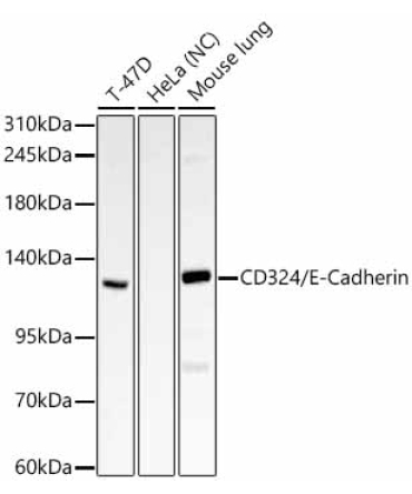 CD324/E-Cadherin Rabbit Polyclonal Antibody