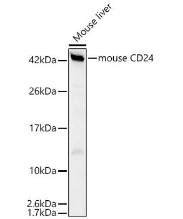 mouse CD24 Rabbit Polyclonal Antibody