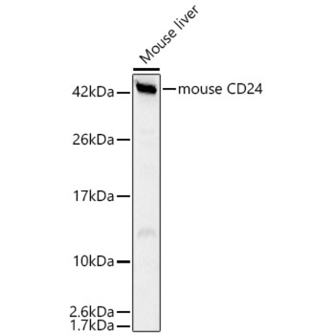 mouse CD24 Rabbit Polyclonal Antibody