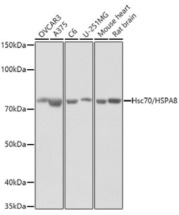 Hsc70/HSPA8 Rabbit Polyclonal Antibody