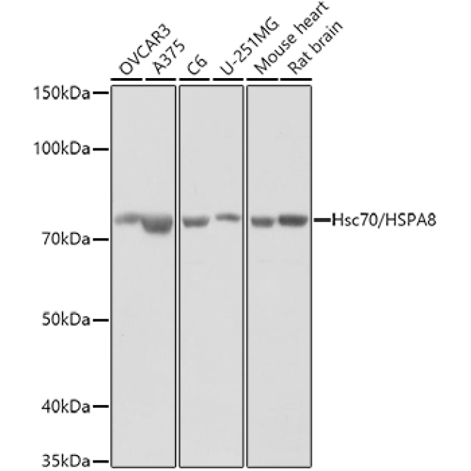 Hsc70/HSPA8 Rabbit Polyclonal Antibody