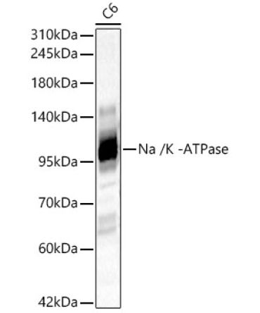 Na /K -ATPase Rabbit Polyclonal Antibody