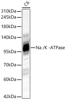 Na /K -ATPase Rabbit Polyclonal Antibody