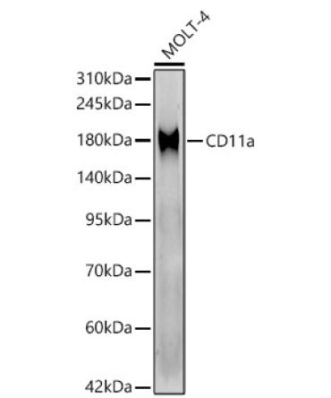 CD11a Rabbit Monoclonal Antibody