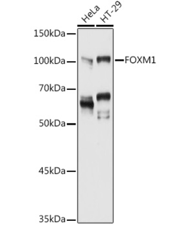 FOXM1 Rabbit Polyclonal Antibody