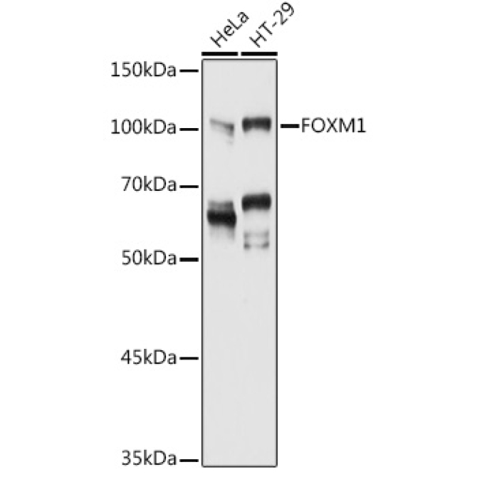 FOXM1 Rabbit Polyclonal Antibody
