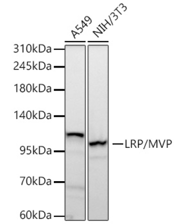 LRP/MVP Rabbit Monoclonal Antibody