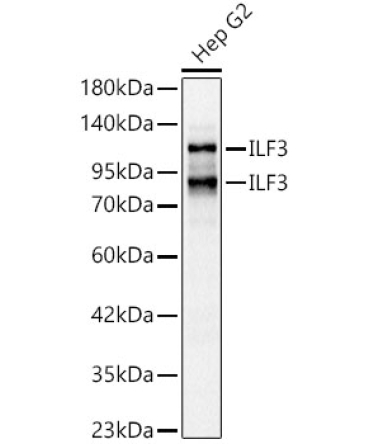 ILF3 Rabbit Polyclonal Antibody