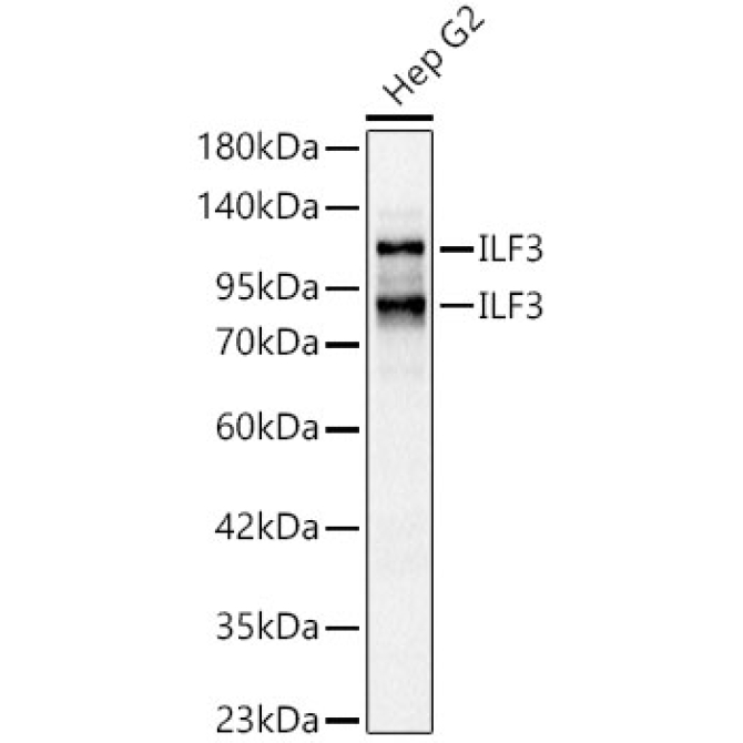 ILF3 Rabbit Polyclonal Antibody