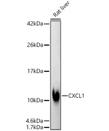 CXCL1 Rabbit Monoclonal Antibody