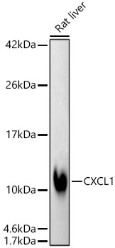 CXCL1 Rabbit Monoclonal Antibody