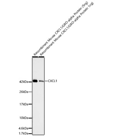 CXCL1 Rabbit Monoclonal Antibody